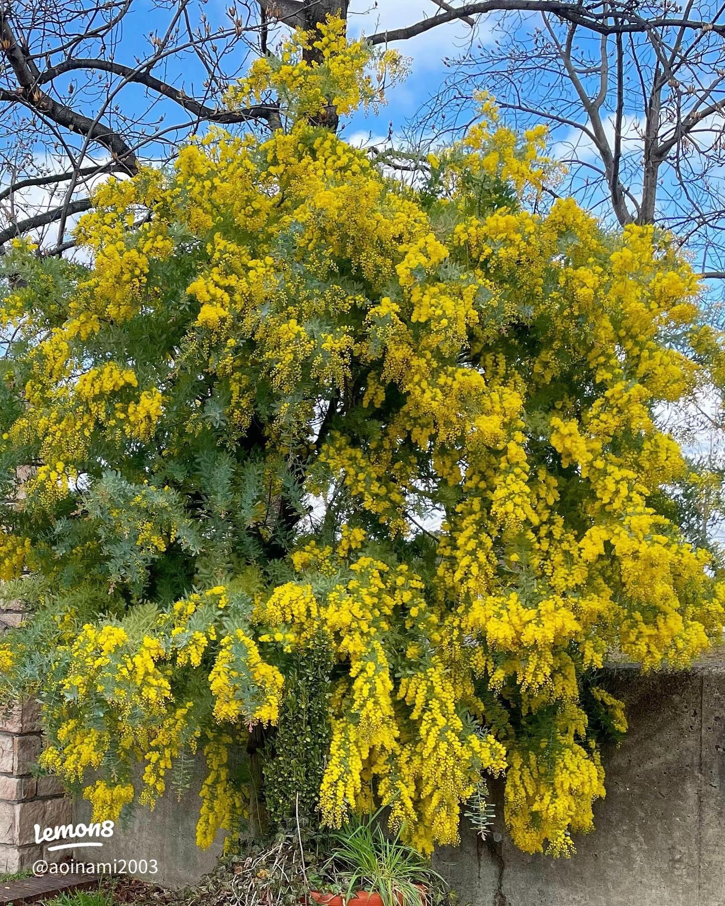 🏞️ 타라가이케 공원 (테라가이케 코엔) 이미지 6